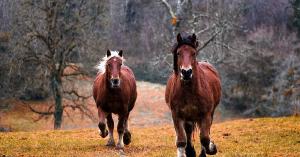 Horse_ebooks ist für USENET-Benutzer nichts Neues Horse_ebooks ist für USENET-Benutzer nichts Neues