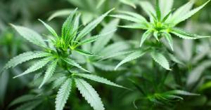 USENET Pot Farmers und das Deep Web USENET Pot Farmers und das Deep Web